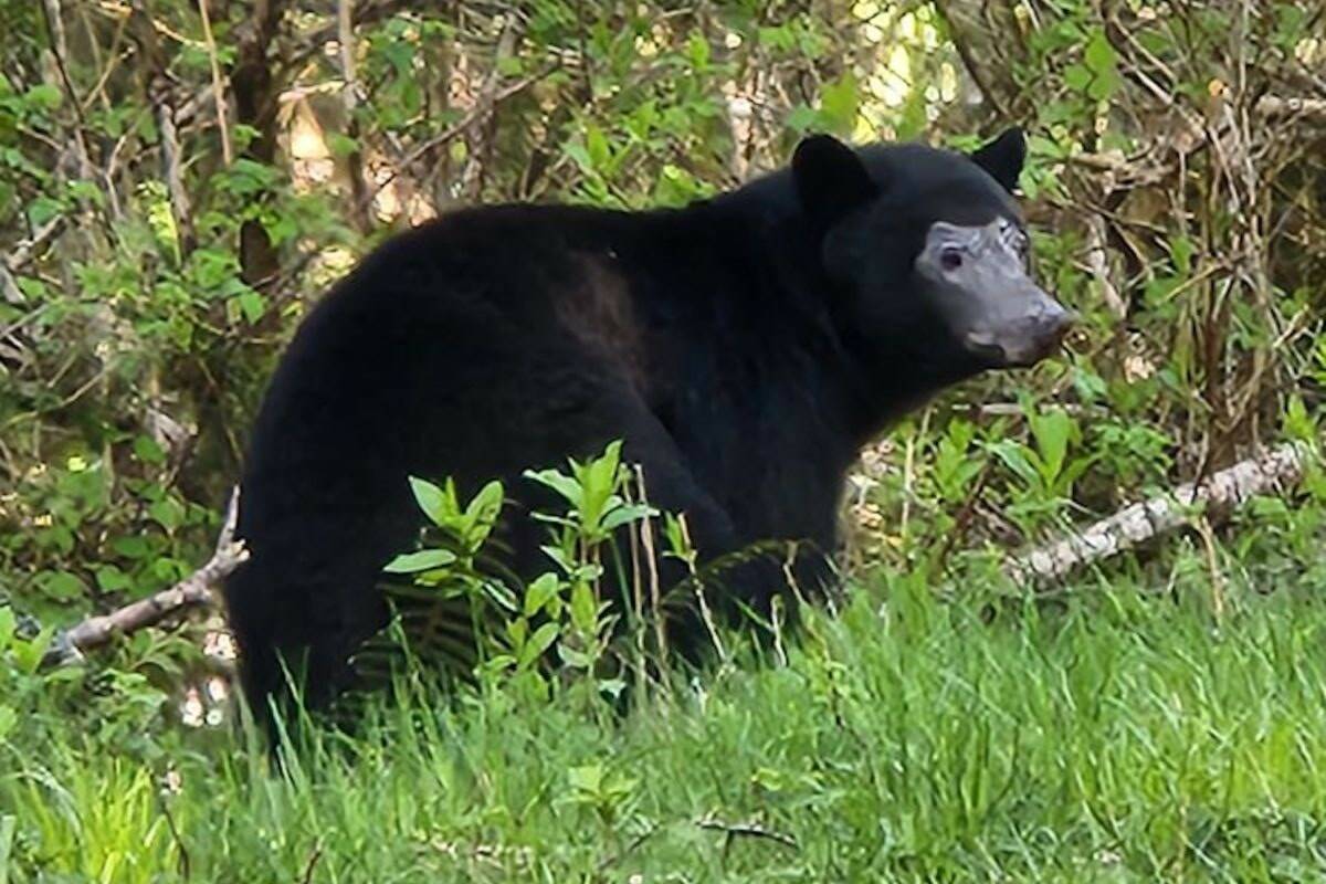 2025 saw the lowest number of black bears killed in B . C . in a decade