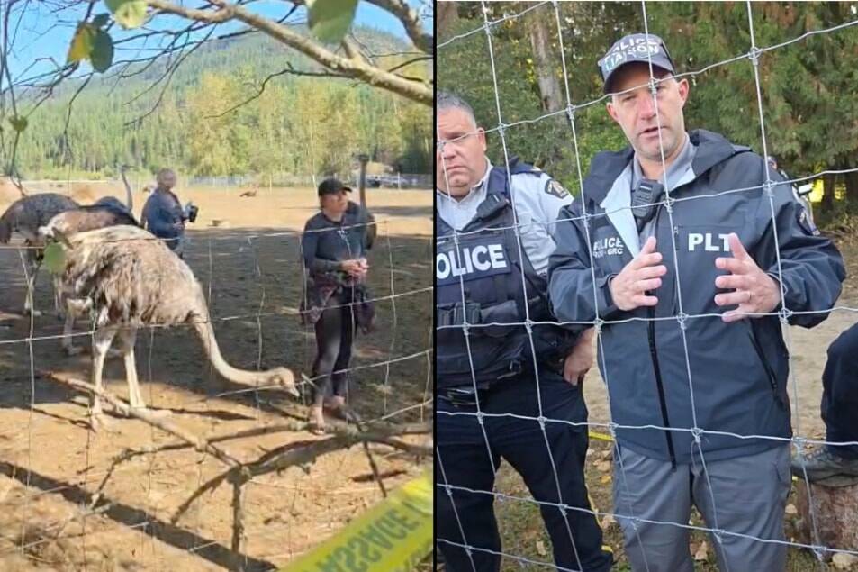 Millions spent at B . C . ostrich farm | Vanderhoof Omineca Express