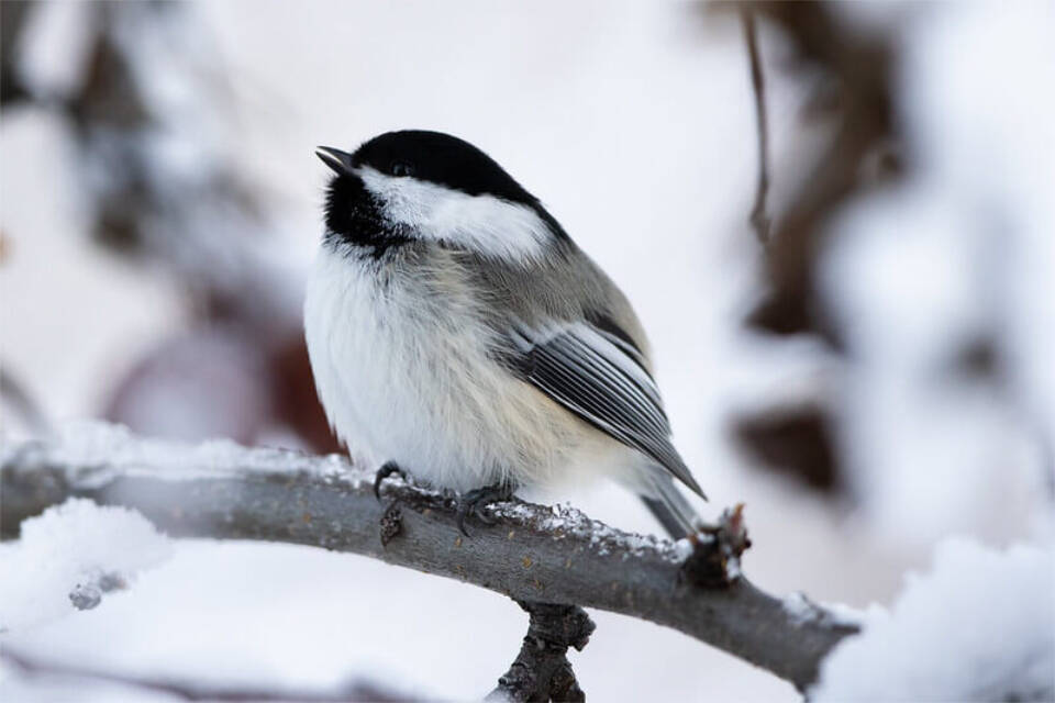 Black-capped chickadee. (Lisa Hupp/US Fish and Wildlife Service)