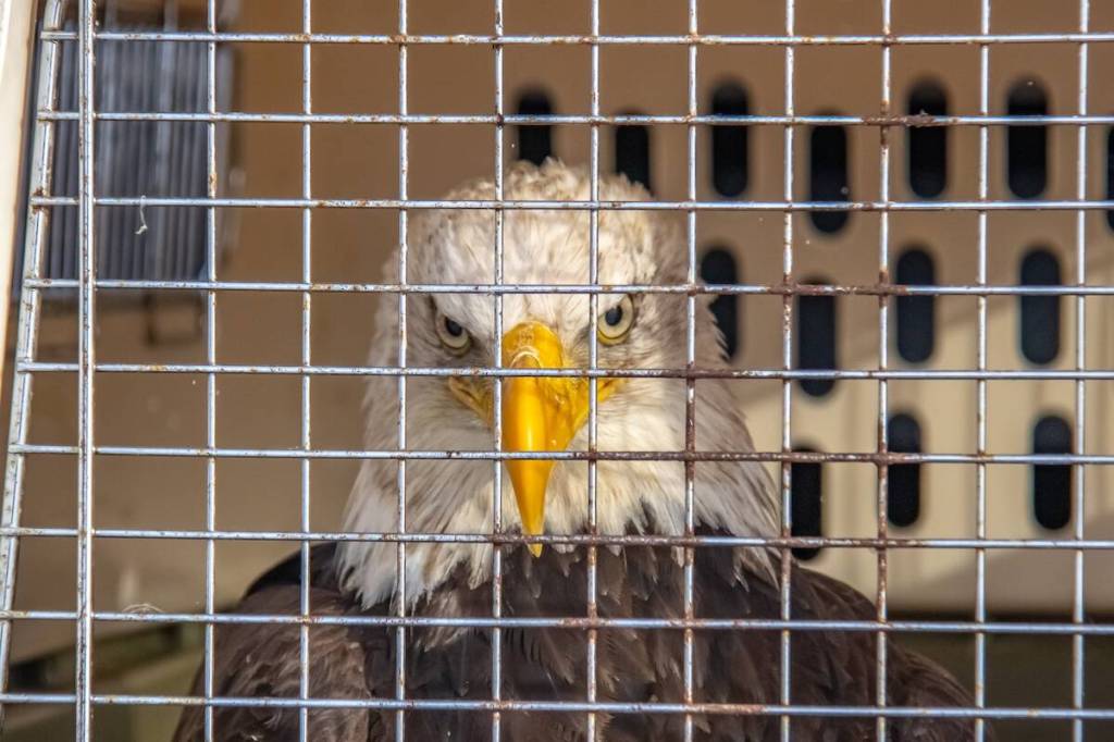 Rejuvenated eagle prepares to be released back into its natural habitat at Stuart Lake. (Taylor Hansen)